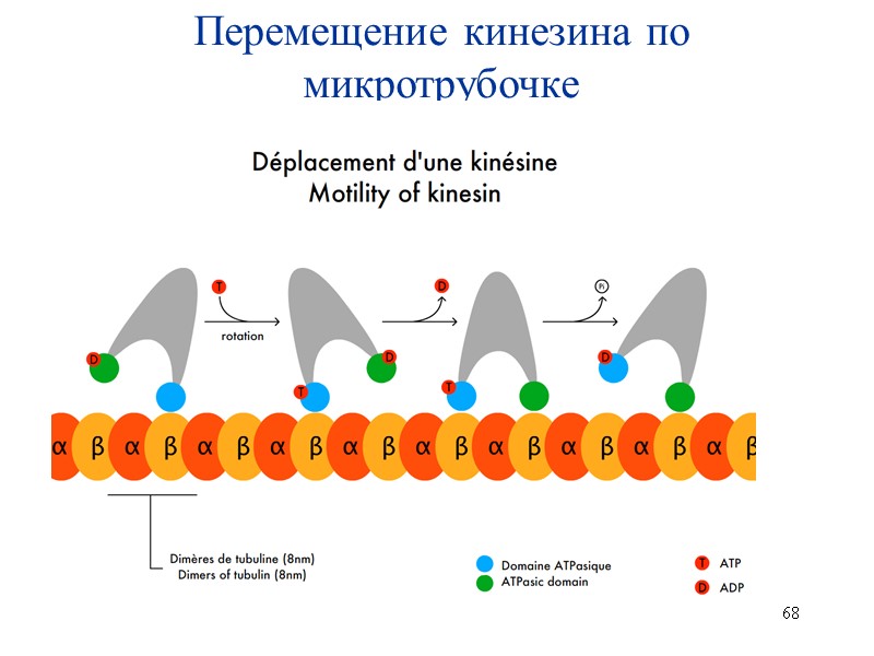 68 Перемещение кинезина по микротрубочке